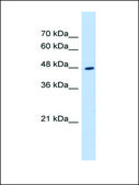 Anti-HADHB affinity isolated antibody