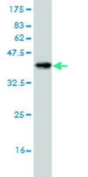 Monoclonal Anti-MUC1 antibody produced in mouse clone 3B9, purified immunoglobulin, buffered aqueous solution