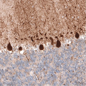 Monoclonal Anti-PCP4 antibody produced in mouse Prestige Antibodies&#174; Powered by Atlas Antibodies, clone CL5306, purified immunoglobulin, buffered aqueous glycerol solution