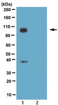 Anti-phospho GluR4 (Ser842) Antibody from rabbit, purified by affinity chromatography