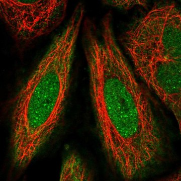 Anti-FANCD2 antibody produced in rabbit Prestige Antibodies&#174; Powered by Atlas Antibodies, affinity isolated antibody