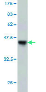 Monoclonal Anti-GCK, (C-terminal) antibody produced in mouse clone 1G10, purified immunoglobulin, buffered aqueous solution