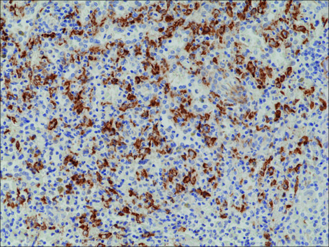 Anti-CD163 antibody, Rabbit monoclonal recombinant, expressed in HEK 293 cells, clone RM371, purified immunoglobulin