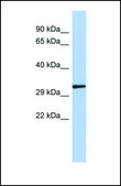 Anti-NKX2-2, (N-terminal) antibody produced in rabbit affinity isolated antibody