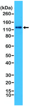 Anti-N-Cadherin (CDH2) antibody, Rabbit monoclonal recombinant, expressed in HEK 293 cells, clone RM259, purified immunoglobulin