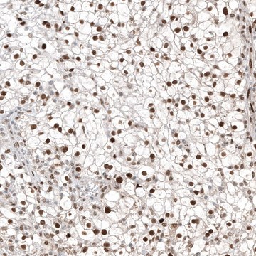 Anti-TFE3 antibody produced in mouse Prestige Antibodies&#174; Powered by Atlas Antibodies, clone CL12822, purified by using Protein A, buffered aqueous glycerol solution