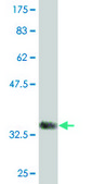 Monoclonal Anti-ITGB1BP2 antibody produced in mouse clone 3G9, purified immunoglobulin, buffered aqueous solution