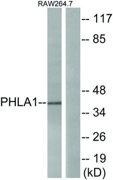 Anti-PHLA1 antibody produced in rabbit affinity isolated antibody