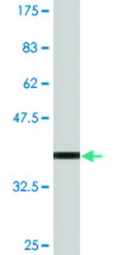 Monoclonal Anti-DAP antibody produced in mouse clone 3C5, purified immunoglobulin, buffered aqueous solution