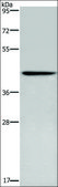 Anti-CERS5 antibody produced in rabbit affinity isolated antibody