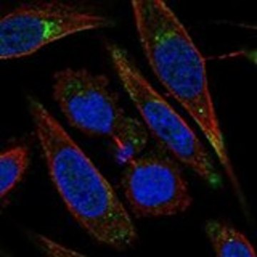 Anti-LRP11 antibody produced in rabbit Prestige Antibodies&#174; Powered by Atlas Antibodies, affinity isolated antibody, buffered aqueous glycerol solution