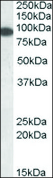 Anti-ERC1 (N-terminal) antibody produced in goat affinity isolated antibody, buffered aqueous solution