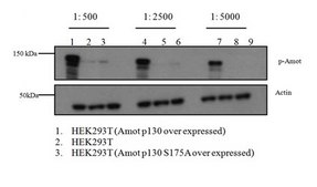 Anti-phospho Angiomotin Antibody (Ser175) from rabbit