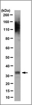 Anti-PITX3 Antibody, clone 12G4.1 clone 12G4.1, from mouse