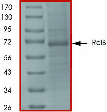 Rel B, His tagged human recombinant, expressed in baculovirus infected Sf9 cells, &#8805;70% (SDS-PAGE), buffered aqueous glycerol solution