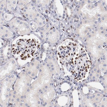 Anti-SRF antibody produced in rabbit Prestige Antibodies&#174; Powered by Atlas Antibodies, affinity isolated antibody, buffered aqueous glycerol solution