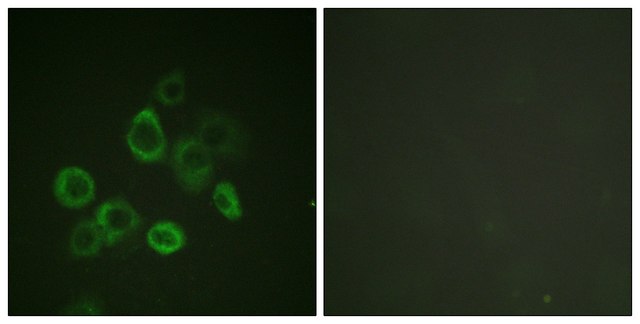 抗 BAX 兔抗 affinity isolated antibody