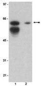 Anti-Sam 68 Antibody serum, from rabbit