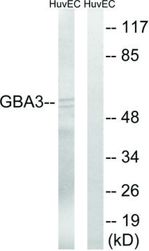 Anti-GBA3 antibody produced in rabbit affinity isolated antibody