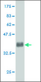 Monoclonal Anti-NARF antibody produced in mouse clone 7D9, ascites fluid