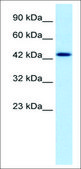 Anti-DLX2 (AB1) antibody produced in rabbit IgG fraction of antiserum