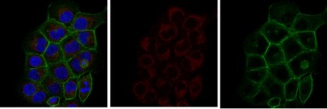 Anti-Akt/PKB Antibody, PH Domain, clone SKB1, Alexa Fluor&#8482; 647 clone SKB1, from mouse, ALEXA FLUOR&#8482; 647