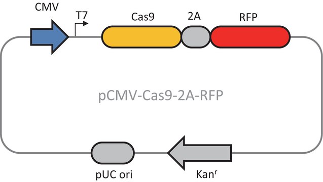 CMV-CAS9-2A-RFP质粒