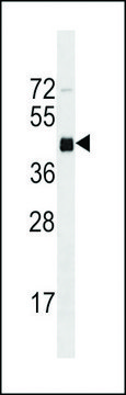 MONOCLONAL ANTI-MOUSE IRGM1 (C-TERMINAL) antibody produced in mouse clone 403CT8.5.5, crude ascites, buffered aqueous solution