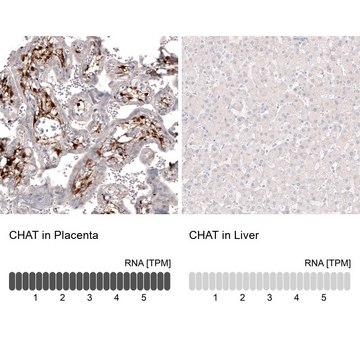 单克隆抗 CHAT 小鼠抗 Prestige Antibodies&#174; Powered by Atlas Antibodies, clone CL3173, purified immunoglobulin, buffered aqueous glycerol solution