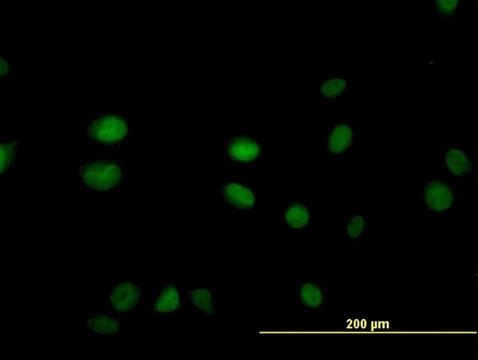 Monoclonal Anti-SGK2 antibody produced in mouse clone 2F6, purified immunoglobulin, buffered aqueous solution