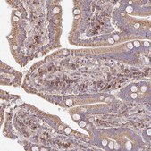 Anti-EIF4EBP2 antibody produced in rabbit Prestige Antibodies® Powered by Atlas Antibodies, affinity isolated antibody, buffered aqueous glycerol solution