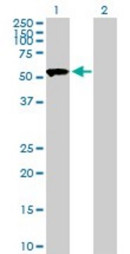 Anti-SASS6 antibody produced in mouse purified immunoglobulin, buffered aqueous solution