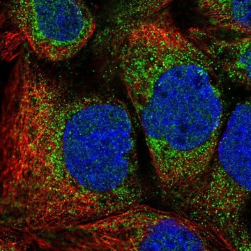 Anti-MTFR1 antibody produced in rabbit Prestige Antibodies&#174; Powered by Atlas Antibodies, affinity isolated antibody