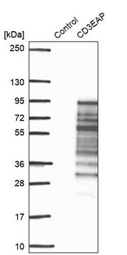 Anti-CD3EAP antibody produced in rabbit Prestige Antibodies&#174; Powered by Atlas Antibodies, affinity isolated antibody, buffered aqueous glycerol solution