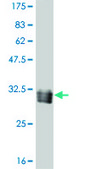 ANTI-TAF11 antibody produced in mouse clone 3G6, purified immunoglobulin, buffered aqueous solution