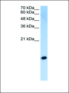 Anti-HIST2H2AC antibody produced in rabbit IgG fraction of antiserum