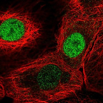 Anti-FAM58A antibody produced in rabbit Prestige Antibodies&#174; Powered by Atlas Antibodies, affinity isolated antibody