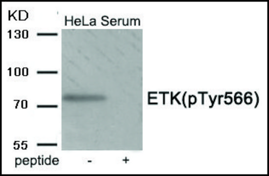 Anti-phospho-ETK (pTyr566) antibody produced in rabbit affinity isolated antibody