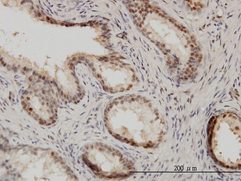 Monoclonal Anti-ISGF3G antibody produced in mouse clone 1C10, purified immunoglobulin, buffered aqueous solution