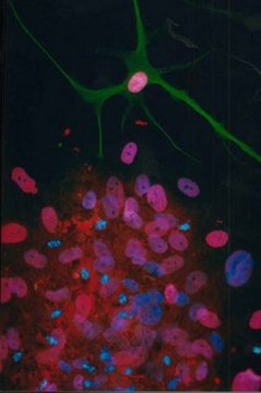 Anti-ATH 5 Antibody Chemicon&#174;, from rabbit