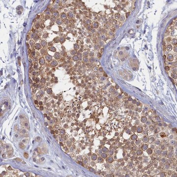 Anti-WDR59 antibody produced in rabbit Prestige Antibodies&#174; Powered by Atlas Antibodies, affinity isolated antibody, buffered aqueous glycerol solution