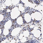 Anti-SPIN3 antibody produced in rabbit Prestige Antibodies® Powered by Atlas Antibodies, affinity isolated antibody, buffered aqueous glycerol solution