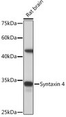 Anti-Syntaxin 4 Antibody, clone 8F3P7, Rabbit Monoclonal