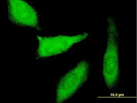 Anti-PEG10 antibody produced in mouse IgG fraction of antiserum, buffered aqueous solution