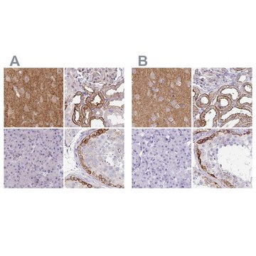 Anti-DBN1 antibody produced in rabbit Prestige Antibodies® Powered by Atlas Antibodies, affinity isolated antibody, buffered aqueous glycerol solution