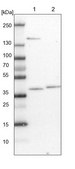 Anti-C3orf38 antibody produced in rabbit Prestige Antibodies® Powered by Atlas Antibodies, affinity isolated antibody, buffered aqueous glycerol solution
