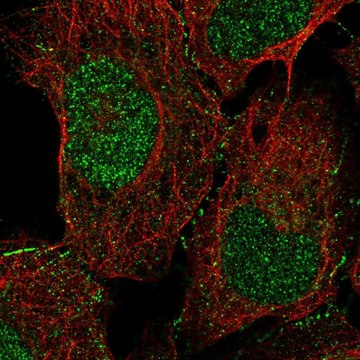 Anti-DOC2A antibody produced in rabbit Prestige Antibodies&#174; Powered by Atlas Antibodies, affinity isolated antibody