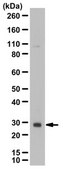 Anti-IL-27A Antibody from rabbit, purified by affinity chromatography