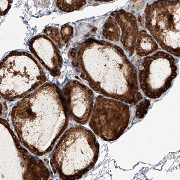 Anti-NFATC4 antibody produced in rabbit Prestige Antibodies&#174; Powered by Atlas Antibodies, affinity isolated antibody, buffered aqueous glycerol solution