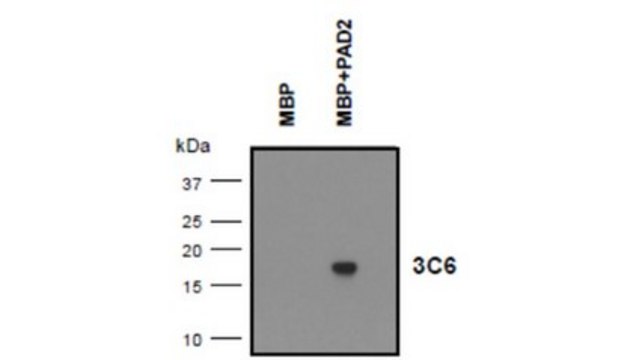 Anti-MBP (Citrulline R130) Antibody, clone 3C6 clone 3C6, from mouse